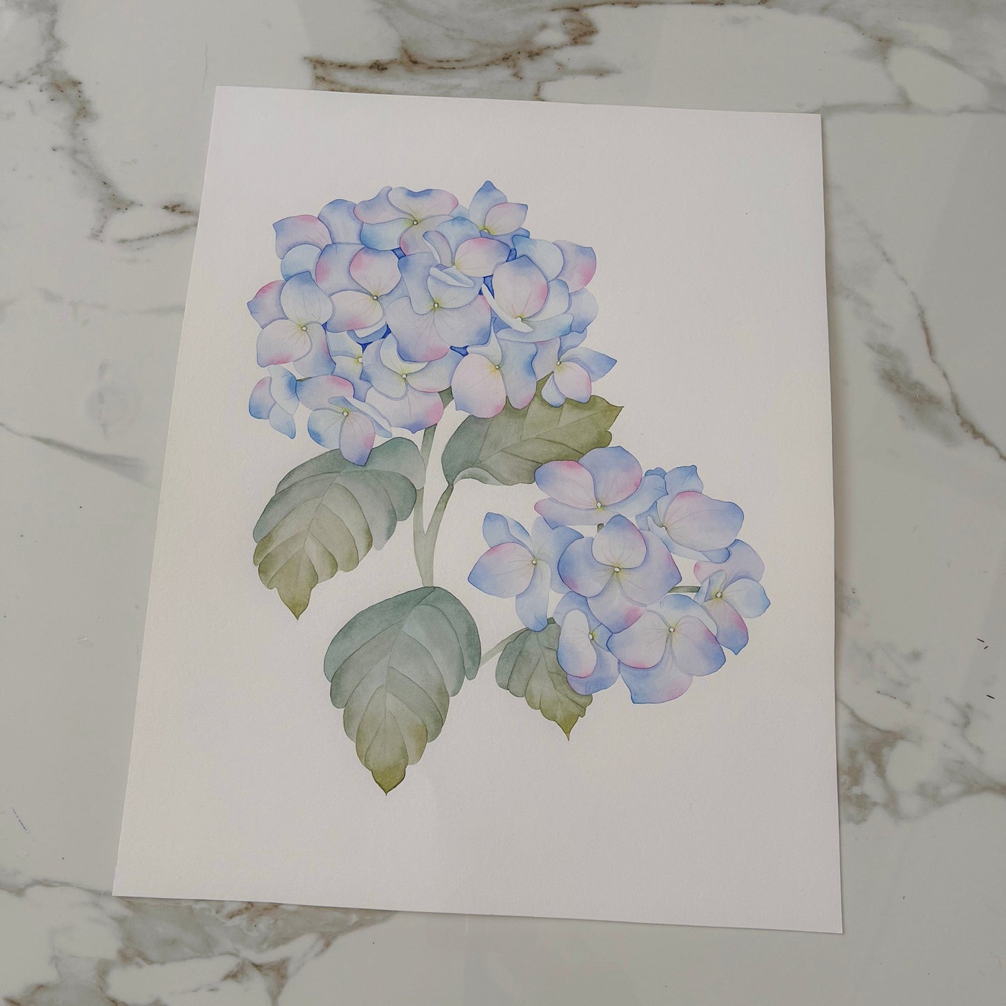 Hortensias